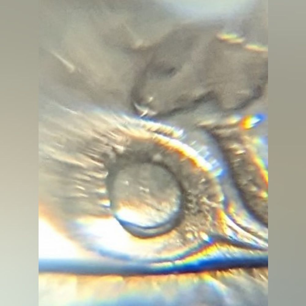 1972 Washington quarter double die error